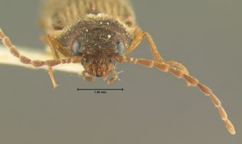 Media type: image;   Entomology 2563 Aspect: head frontal view